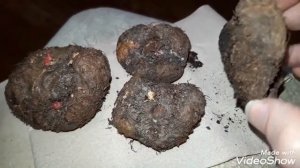 Клубневая бегония. Проращивание. Обработка фунгицидом.