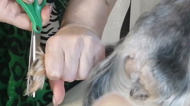 Как подстричь йорка/чем заняться в выходные/стрижем йоркширского терьера самостоятельно смотреть онлайн