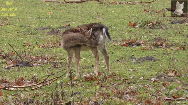 Family Animals Video,Deer animals sounds SM Beautiful Animals #animals 27 смотреть онлайн