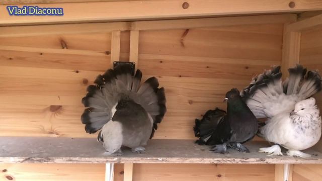 А вы Знали ? Голуби / Интересный Факт