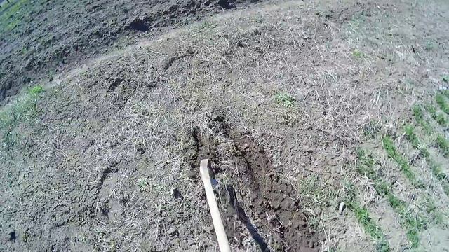 Сажаем люцерну вместе с кукурузой смотреть онлайн