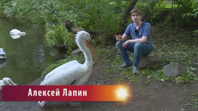 В МИРЕ ЖИВОТНЫХ смотреть онлайн