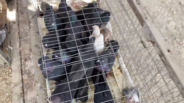 Выставка-ярмарка голубей в Дагестане п.Манас. #Голуби #Махачкала #Дагестан #pigeons #ГолубиДагеста смотреть онлайн