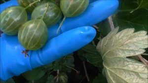 АВАНГАРД и УРАЛЬСКИЙ ИЗУМРУД - обзор сортов крыжовника.