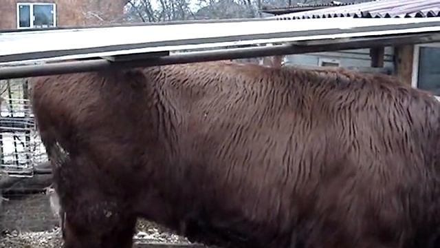 Дама - телка красной горбатовской породы 2014 год смотреть онлайн