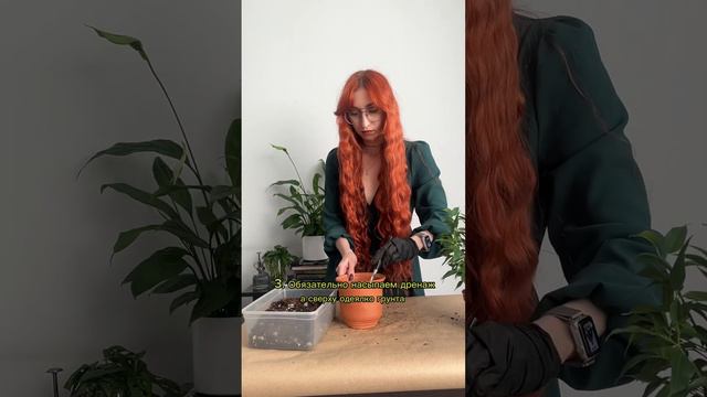 Пересаживаем фикус Бенджамина #домашниерастения #пересадка #фикусбенджамина смотреть онлайн