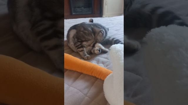 Кошечка-чистюля? смотреть онлайн