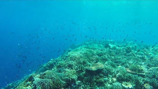 SULAWESI : le paradis existe...il coûte 13€ / jour ! смотреть онлайн