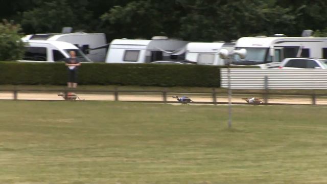 FINALE Whippet Hündinnen Sprinter смотреть онлайн