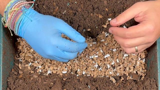 Red Wiggler Cocoon Nursery Update + 6000 Worm Tower Feeding | Vermicompost Worm Farm смотреть онлайн