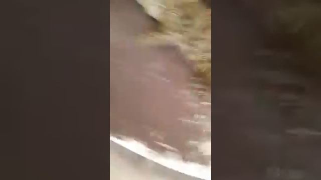 мы в зоопарке кхао кео тигры, и крокодилы ??????