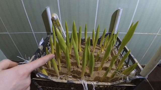 Часть 7.1 Подрастаем к 14 февраля. Выгонка тюльпанов 2017-18 смотреть онлайн
