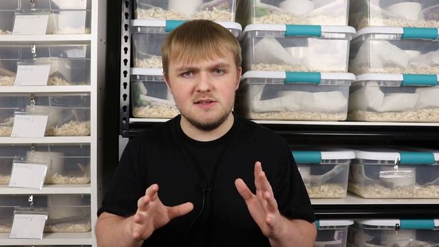 Beginners Guide To Treating Scale Rot In Ball Pythons - Benjamin's Exotics смотреть онлайн