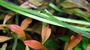 сайдекс в аквариуме