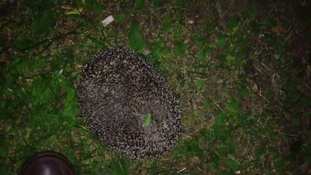 Живой ежик смотреть онлайн