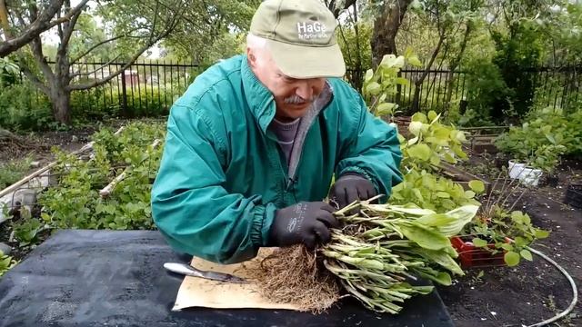 Хоста. Делим, рассаживаем, реализуем. смотреть онлайн