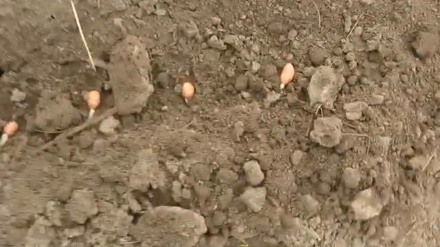 Грибные узоры