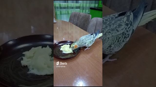 попугай Тошка и картошка смотреть онлайн