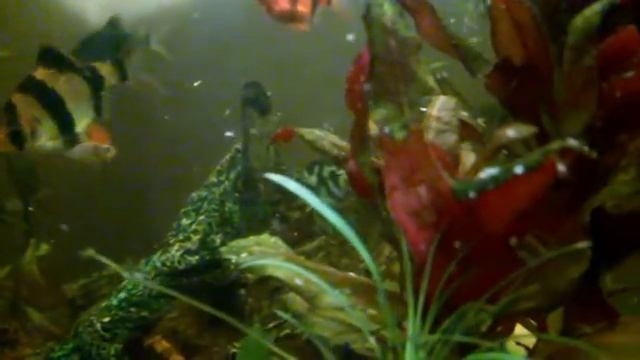 Креветка фильтратор и карликовый,шифоновый попугай. смотреть онлайн