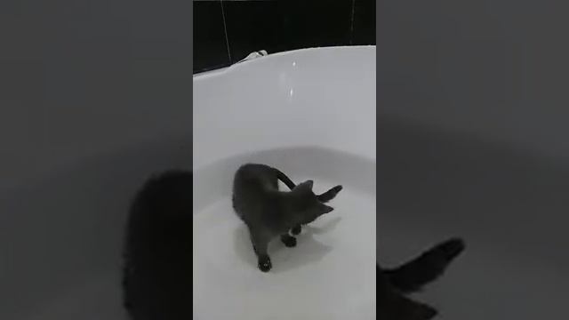 КОТ В ВАННЕ (часть2) смотреть онлайн