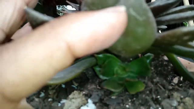 Mostrando a flor da minha echeveria e aenio смотреть онлайн