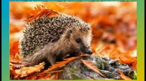 Громкие чтения Э. Шим  «Тяжкий  труд» #писателинатуралисты