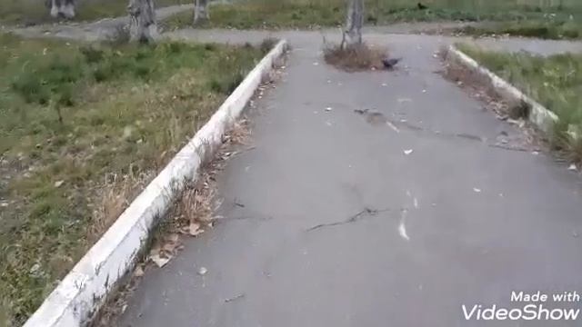 ЛАЙФХАК ДЛЯ ЦВЕТОВ ?КЛЮКВЕННЫЙ СОУС?ОТМЫЛА КУХНЮ?НОВЫЙ ЦВЕТОК? смотреть онлайн