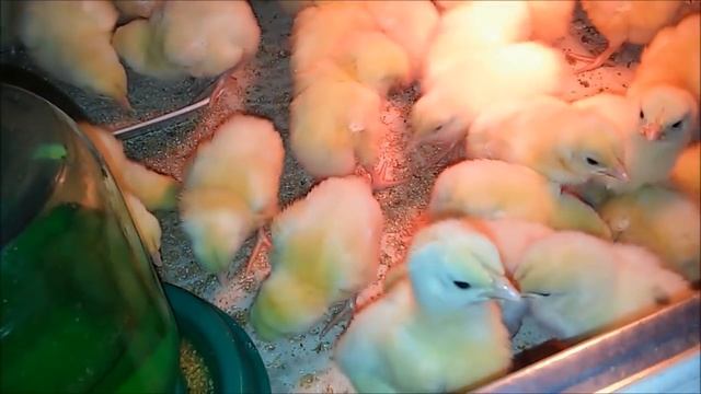 Процент вывода Яиц Бройлера Хаббарт ф15 лучше чем заявлен смотреть онлайн