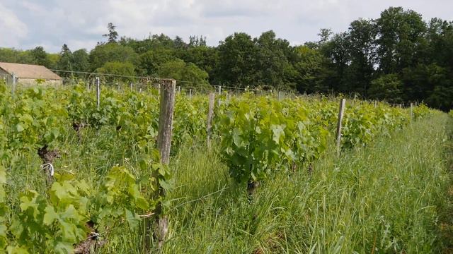 iWinemaker 2023. ОСЕНЬ. Участок N° iWinemaker 2023. НАЧАЛО. Участок N° 291 смотреть онлайн