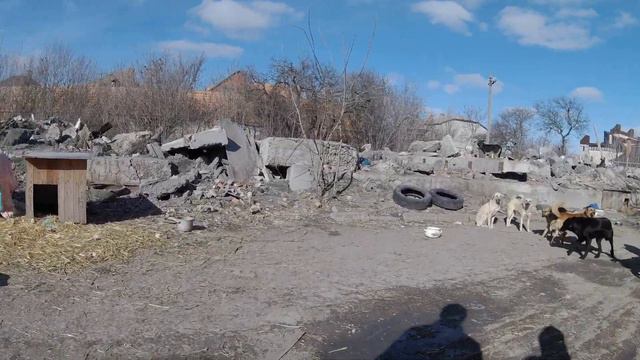 Ейск - общество защиты животных Ковчег. Приют для собак. смотреть онлайн