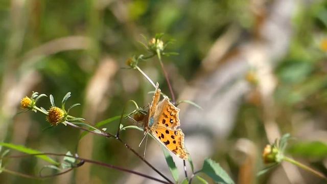 Asian Comma on Devil's Beggartick Flowers キタテハ秋型がアメリカセンダングサの花で吸蜜 смотреть онлайн