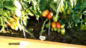 Томат Боец (Буян). Посадил и забыл!