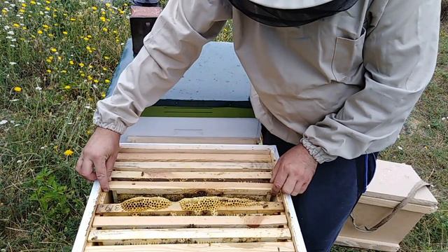 Зачем у пчел отбирать МЕД ??? Пчеловодство для начинающих смотреть онлайн