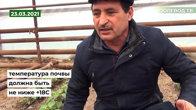 Высадка рассады перца 