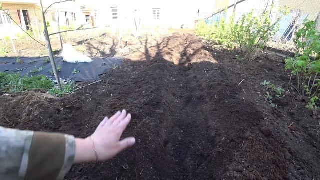 Не перестаю восхищаться этим способом сева моркови смотреть онлайн