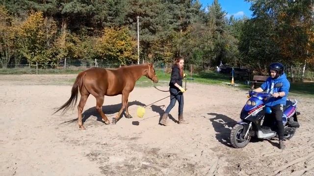 Habituacja- odczulanie konia na rower i skuter #15 Rozmówki Polsko - Końskie смотреть онлайн