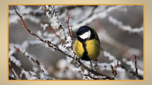 Пришла зима. Видеоурок по окружающему миру 1 класс смотреть онлайн