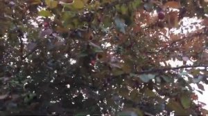 Декоративная слива ПИССАРДИ. Decorative plum pissardi.