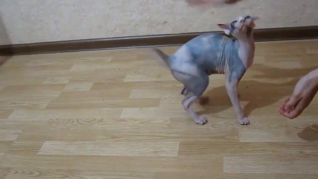 20140922 Маркиза видео хвост2