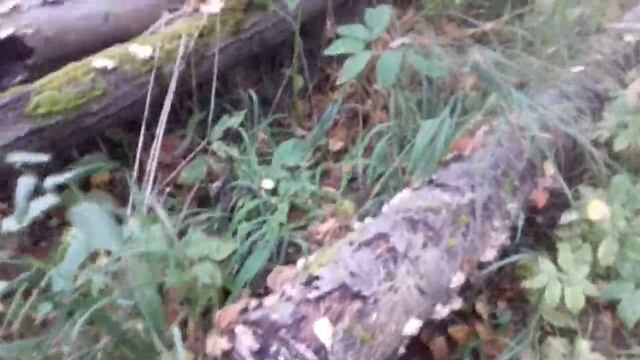 Снова по грибы. Много переросших опят. смотреть онлайн