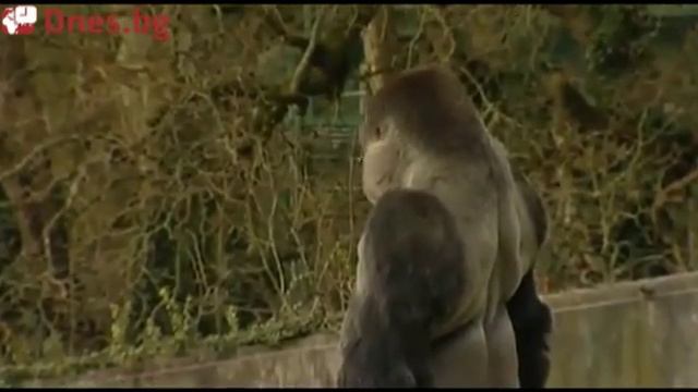 Горила ходи на два крака смотреть онлайн