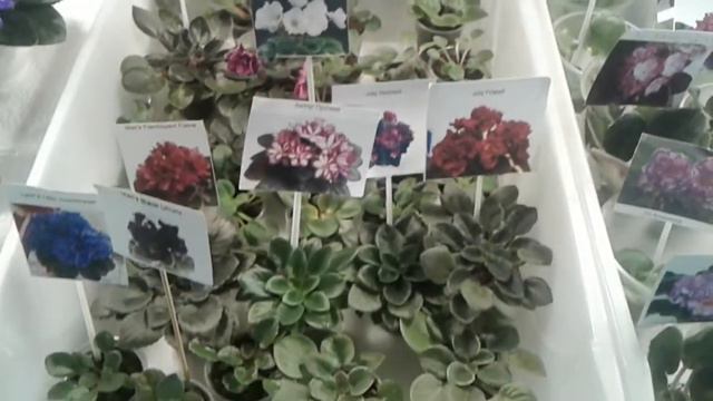 Большая выставка и коллекция Фиалок.КРАСОТА .И ХОРОШЕЕ НАСТРОЕНИЕ смотреть онлайн