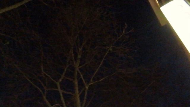 Amazon Parrots   Wild In Germany | Discover PARROTS