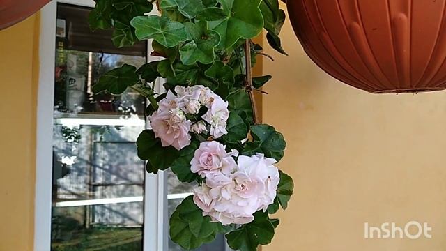 Pac Viva Carolina (Пак Вива Каролина), сортовая пеларгония#сочинцы#пеларгониивсочи#sochi2022