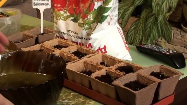 Поливаем рассаду от болезней перекисью водорода . смотреть онлайн