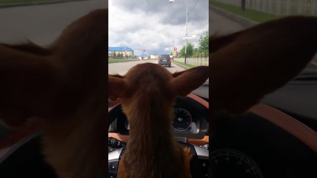 Вот что значит собака за рулём смотреть онлайн