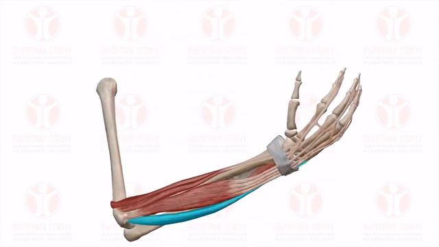 СГИБАНИЕ КИСТИ_wrist flexion смотреть онлайн
