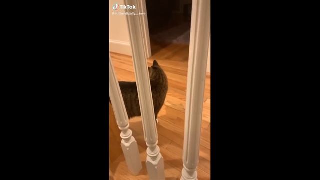 CUTE CATS MEOWING for 12 MINUTES смотреть онлайн