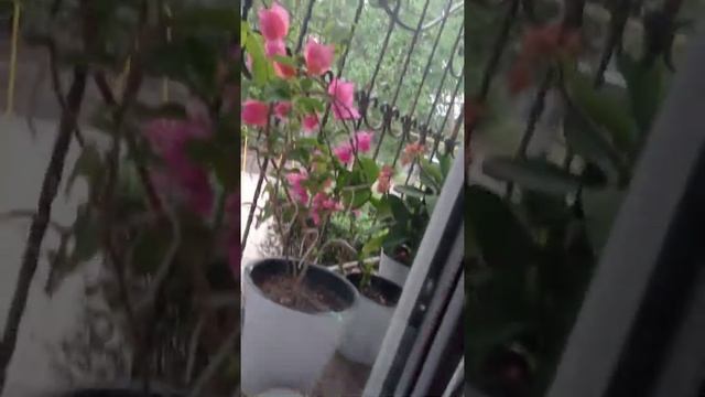 Погода в Ташкенте смотреть онлайн