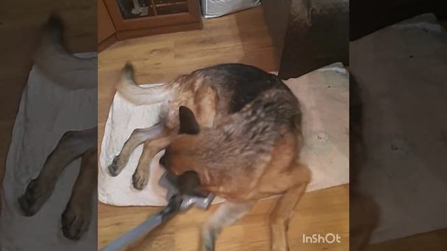 Как почистить собаку смотреть онлайн